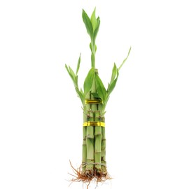 Set of 10 Live Lucky Bamboo 5 Stalk Arrangements - Live Indoor Plant for Home Decor, Arts & Crafts, Zen Garden and Feng Shui