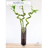 Royal Imports Flower Glass Vase Decorative Centerpiece for Home or