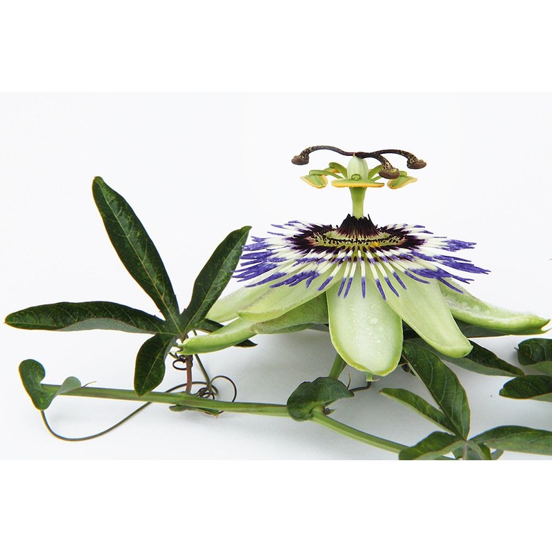Passion Flower - Passiflora incarnata Loose Cut/Sifted by Nature Tea
