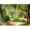 Loccor 9x6ft Fabric Jerusalem Olive Garden Backdrop Ancient Gethsemane Garden
