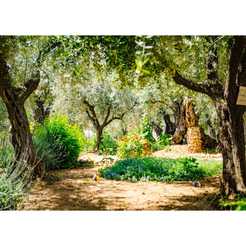 Loccor 9x6ft Fabric Jerusalem Olive Garden Backdrop Ancient Gethsemane Garden