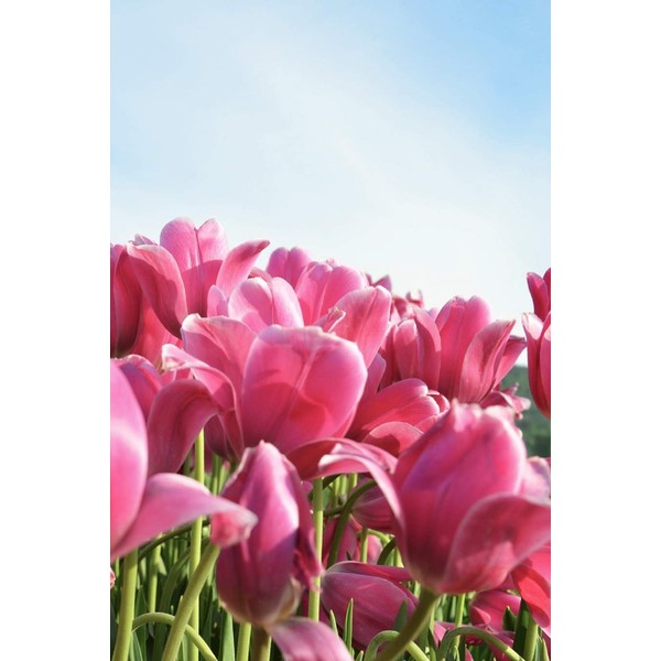 Journal: 150 Dot Grid Sheets, 6x9 Inches, Pink Tulips, Plan