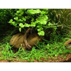 Cryptocoryne Parva Crypt Parva Easy Live Aquarium Plants BUY 2 GET 1 FREE