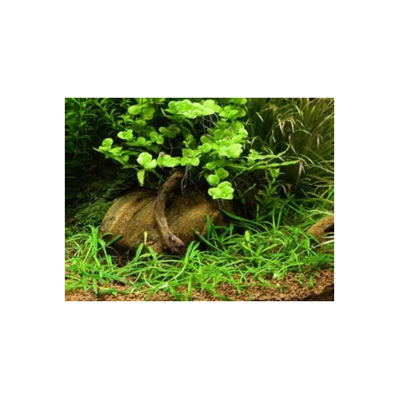 Cryptocoryne Parva Crypt Parva Easy Live Aquarium Plants BUY 2
