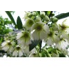 Buy Rare Seeds Elaeocarpus floribundus | Indian Olive | Jalpai