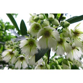 Buy Rare Seeds Elaeocarpus floribundus | Indian Olive | Jalpai | 5_Seeds