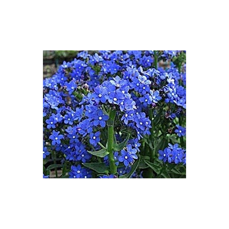 500 Blue Italian Alkanet Anchusa Capensis Flower Seeds Cape Forget-Me-Not
