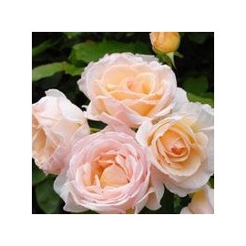 Rose Scented Gift Hand Cream Kaoruno