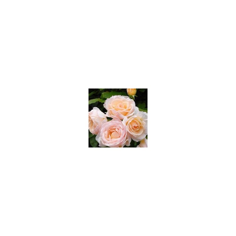 Rose Scented Gift Hand Cream Kaoruno