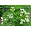 Anise Great Herb or Vegetable by Seed Kingdom 500 Seeds