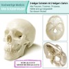 Latest Human Miniature Skull Model, 3-Piece with 2-Piece Human Brain,