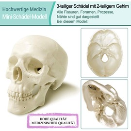 Latest Human Miniature Skull Model, 3-Piece with 2-Piece Human Brain, Half-Life Skull with Brain, Human Head with Brain for Learning, Educational Display