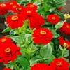 100 Cherry Queen Zinnia Seeds for Planting 1 Grams Non