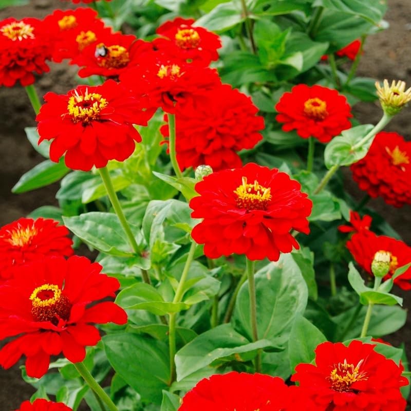 100 Cherry Queen Zinnia Seeds for Planting 1 Grams Non