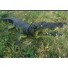Crocodile - Realistic Replica AAA