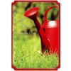 Watering Can: Mom - Designer Greetings Valentine's Day Card
