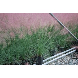 Perennial Farm Marketplace Muhlenbergia capillaris (Pink Muhly) Ornamental Grass, Size-#1 Container, Dark Green Foliage