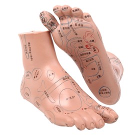 【Recommended by Bodywork Therapists, Easy to Understand Japanese Text, Systematically Learn】Foot Reflexology Model Foot Reflexology Massage Foot Diagram Reflexology Points 20cm Acupuncture Bodywork