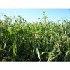 Takachiho Kampo Research Institute Germination is a Tea (Large) 72P
