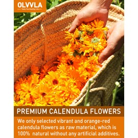 Olvvla - Natural Calendula Flowers Tea Bags - 1.5g X 50 Count - Premium Calendula Tea - Non-GMO - Caffeine-free - Dried Calendula Herbal Tea - Rich in Antioxidants & Promote Relaxation