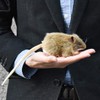 Brown Mouse Stuffed Animal Plush Toy 5" L