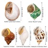 SKOOLOVE 5 Medium and Large Hermit Crab Seashells Sea Shell