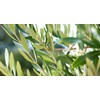 Olive leaf organic olive leaves grawn in Morocco 50g Zytoon