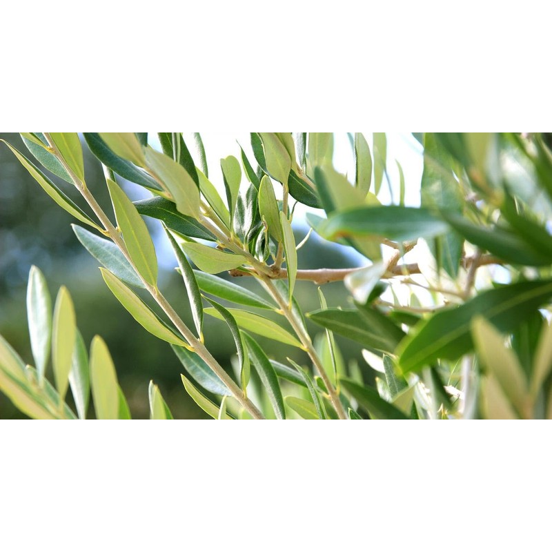 Olive leaf organic olive leaves grawn in Morocco 50g Zytoon