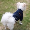 HuaLiSiJi Dog Fleece Jumper Large Dog Sweatshirt Hoodies, Warm and