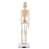 1pc Human Skeleton Anatomical Model Medical Anatomical Teaching Tool With