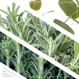 Live Aromatic and Healthy Herb - Eucalyptus, Improves Air Quality, Wrapped in Deco Cover, 14" Tall by 6" Wide in 1.25 Quart Pot