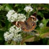EdenWilds Boneset Wildflower 50+ Seeds ~ Native ~Eupatorium perfoliatum *Free
