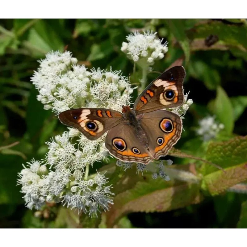 EdenWilds Boneset Wildflower 50+ Seeds ~ Native ~Eupatorium perfoliatum *Free
