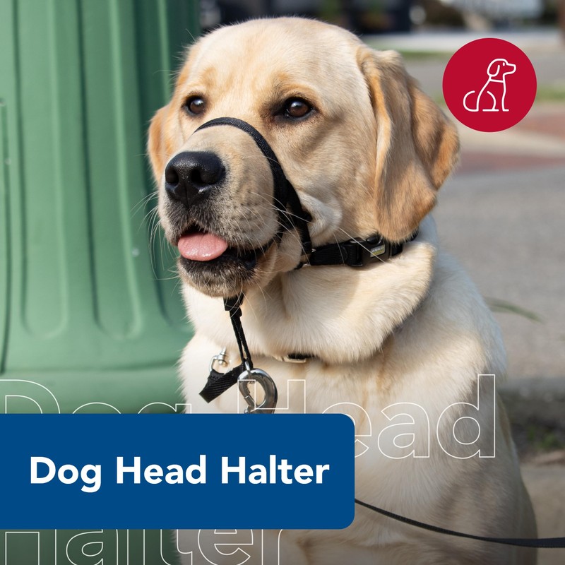 Coastal Walk'n Train Cabeza Halter, Negro, Mediano