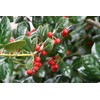 Ilex Nellie R. Stevens Holly | 3 Large Gallon Size