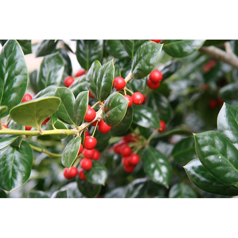 Ilex Nellie R. Stevens Holly | 3 Large Gallon Size