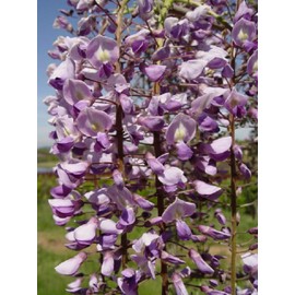 Generic Wisteria floribunda Royal Purple 6-12 inches Tall Rare Item