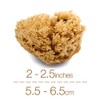 IntimateCare Sea Sponges. Mediterranean Sea Sponges in Plastic Free Packaging.