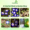 Outsidepride Ensign Royal Morning Glory Seeds - 1000 Pcs. Annual,