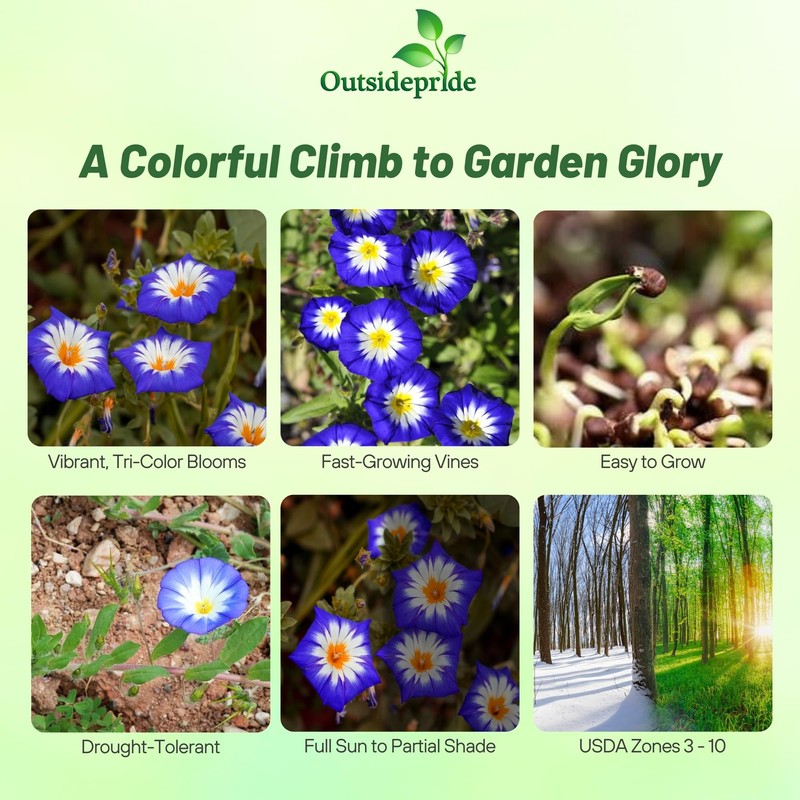 Outsidepride Ensign Royal Morning Glory Seeds - 1000 Pcs. Annual,