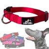 Nylon Dog Collar by Wild Willow (Red, Medium 14-20")
