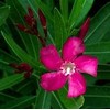 Oleander Seeds, 4 Color Mix, RED, Dark Pink, Light Pink,