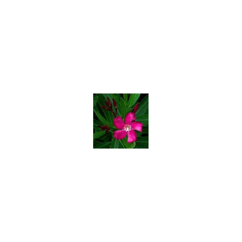 Oleander Seeds, 4 Color Mix, RED, Dark Pink, Light Pink,
