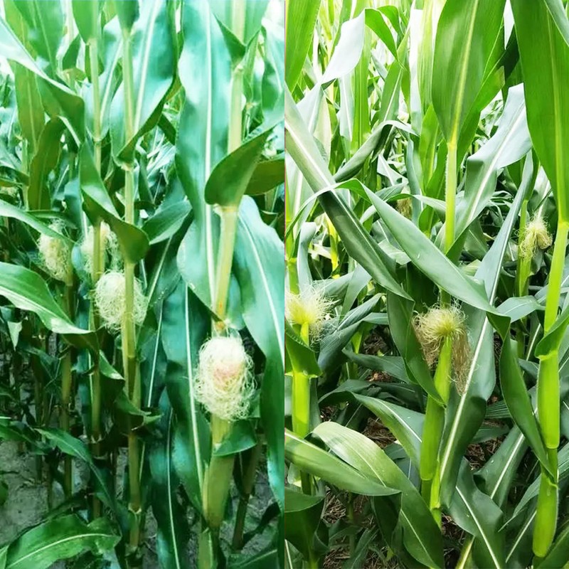 200 pcs "Peaches and Cream" Bi-Color Sweet Corn Seeds, Non