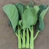 Broccoli Seeds - Chinese Broccoli - Late Jade - Hybrid