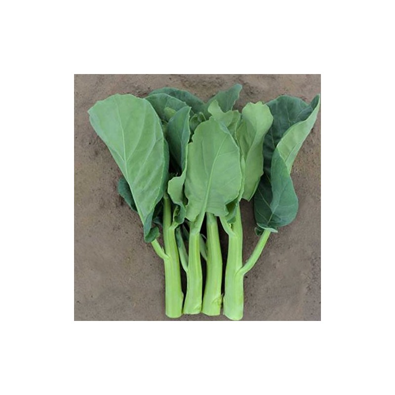 Broccoli Seeds - Chinese Broccoli - Late Jade - Hybrid