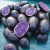 Simply Seed Blue Potato Seed 3 LB Ready To Grow