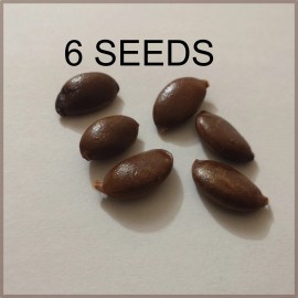 Wise Oak Design American Persimmon | 6-100 Organic Seeds | Diospyros Virginiana | US Fruit - 6 Seeds