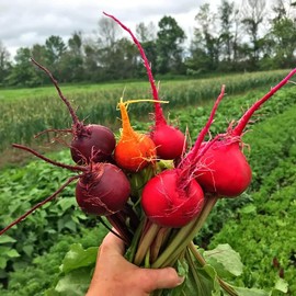 TomorrowSeeds - Rainbow Mix Beet - 600+ Count - 5 Species Blend Mixed Colors Beet Turnip Mangel Beetroot Cold Hardy Garden Root Vegetable Seeds for 2025 Season