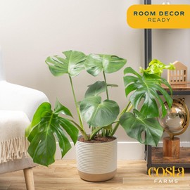 Costa Farms Monstera, Swiss Cheese Live Plant in Plastic Pot, Large Indoor Houseplant, Perfect for Home, Room, or Office Decor, House Warming or Birthday Gift, 2-3 Feet Tall
